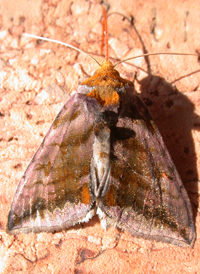 Unspotted Looper